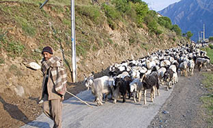 Sheep and Goat Blog Image